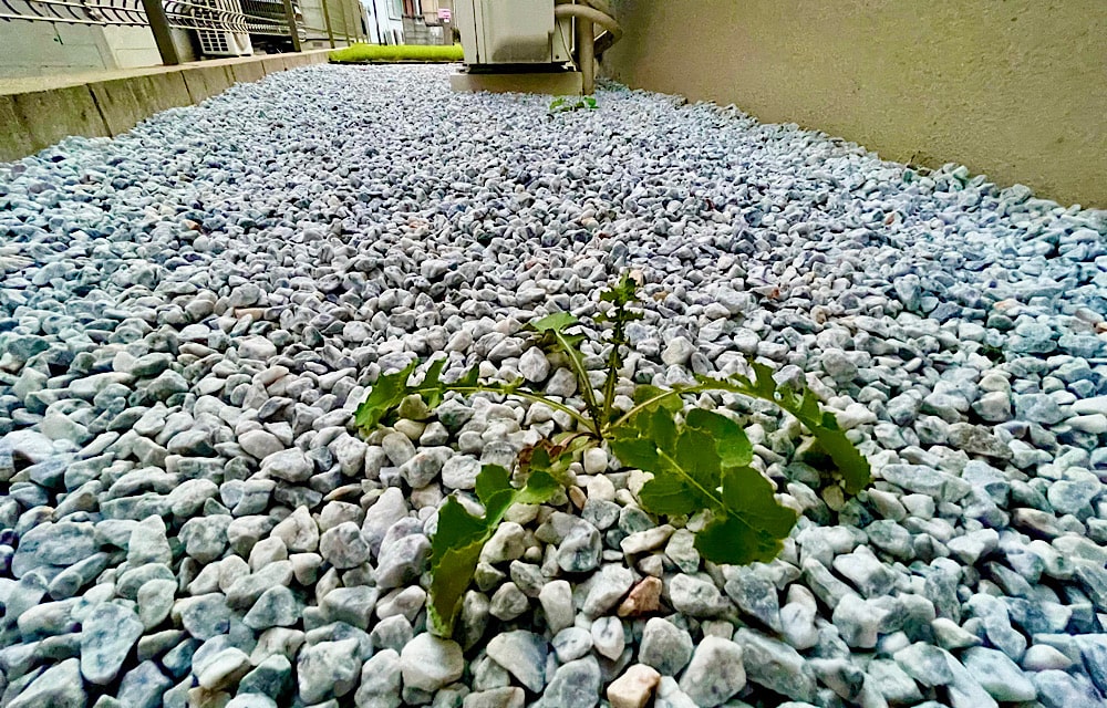 庭を砂利敷きしておしゃれに仕上げた平屋住宅