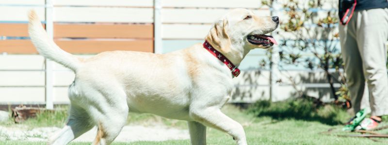 ドッグランを庭に作るには?必要な広さからかかる費用までご紹介