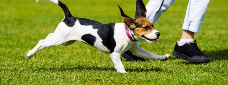 ドッグランを庭に作るには?必要な広さからかかる費用までご紹介