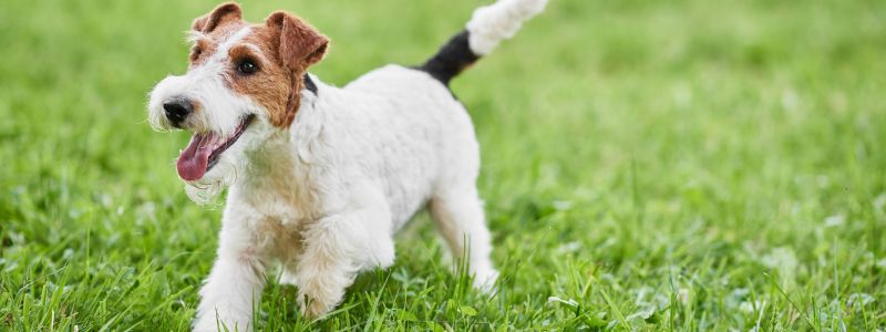 ドッグランを庭に作るには?必要な広さからかかる費用までご紹介