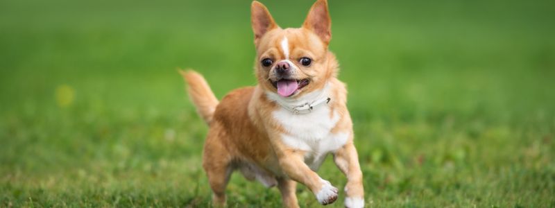 ドッグランを庭に作るには?必要な広さからかかる費用までご紹介