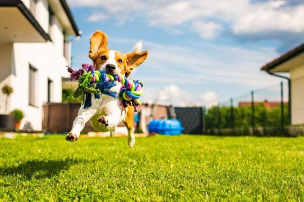 ドッグランを庭に作るには？必要な広さからかかる費用までご紹介