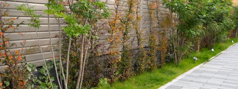 植栽で紅葉を楽しむには？庭木のおすすめをご紹介