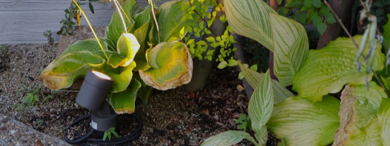 植栽で紅葉を楽しむには？庭木のおすすめをご紹介